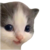 Hehe cat